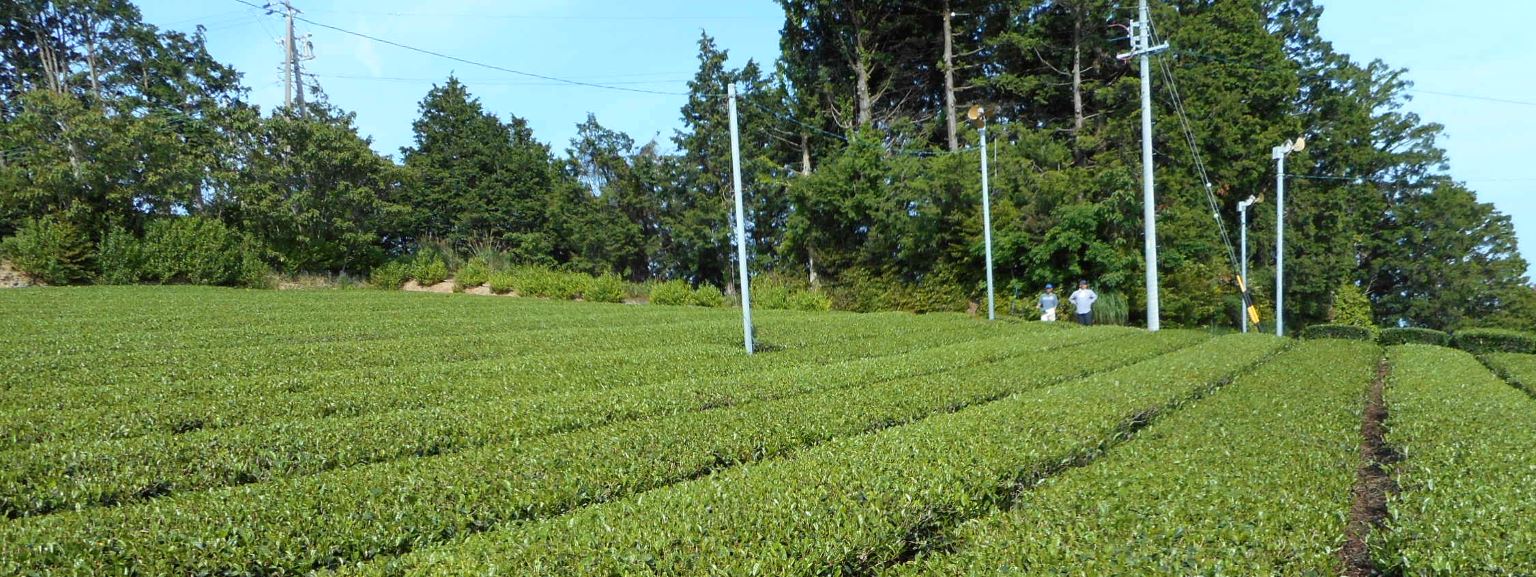 お茶の淹れ方